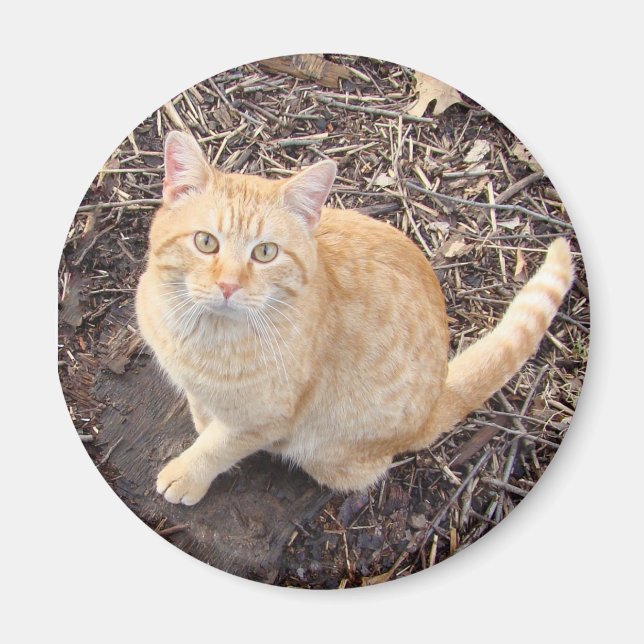 imán de gato naranja (Frente)