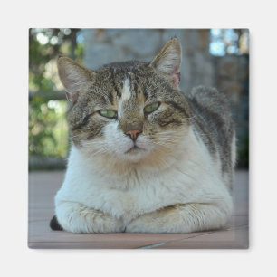 Imán de gatos blanco y tabby