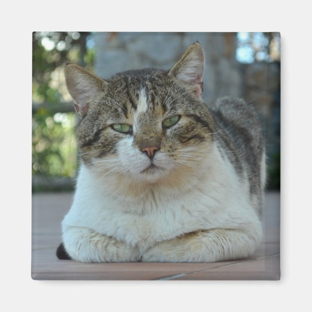 Imán de gatos blanco y tabby (Frente)