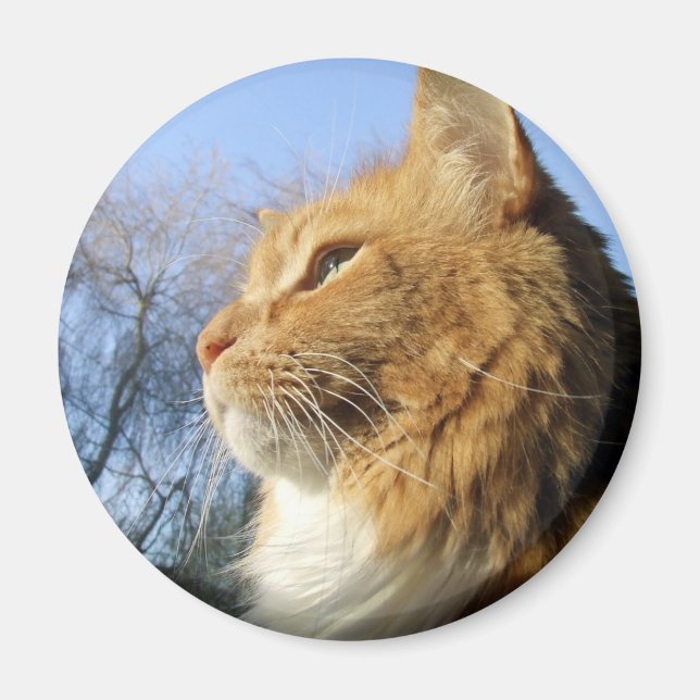 Imán de gatos de cielo azul (Frente)