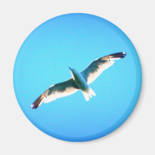 imán de gaviota