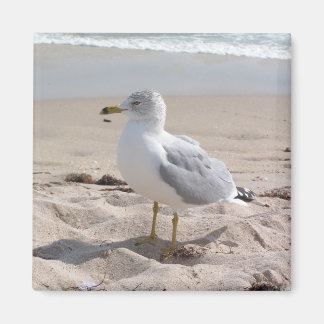 Imán de gaviota