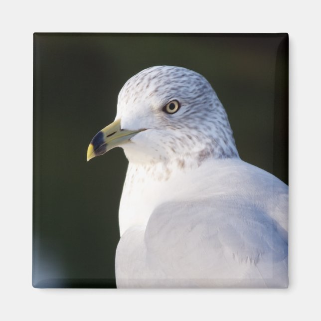 Imán de gaviota (Frente)