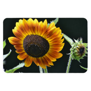 Imán de girasol