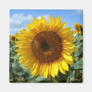 Imán de girasol
