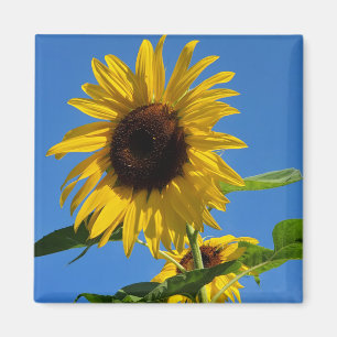 Imán de girasol