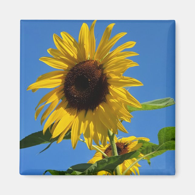 Imán de girasol (Frente)