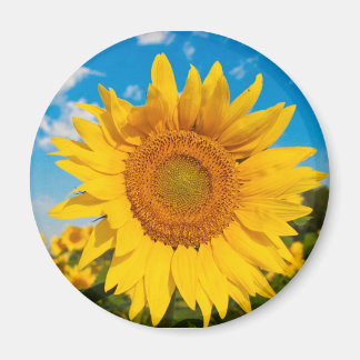 Imán de girasol