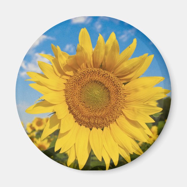 Imán de girasol (Frente)