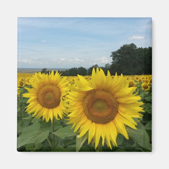 Imán de girasol (Frente)