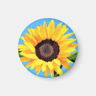 Imán de girasol