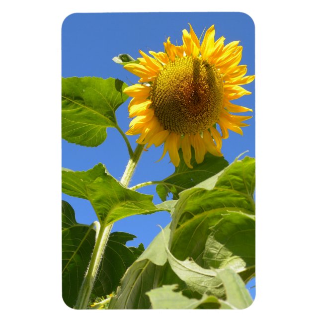 Imán de girasol (Vertical)