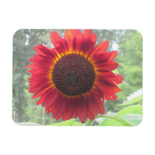 Imán de girasol