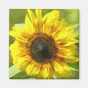 Imán de girasol amarillo
