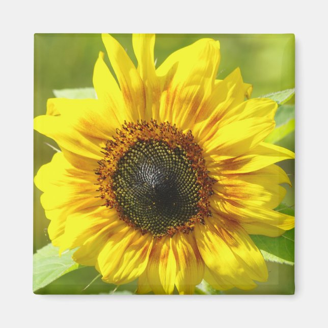 Imán de girasol amarillo (Frente)