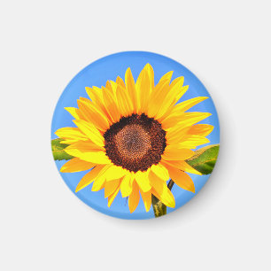 Imán de girasol amarillo