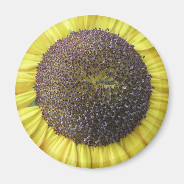 Imán de girasol amarillo (Frente)