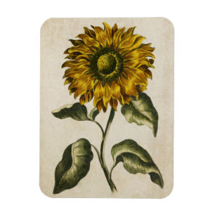 Imán de girasol floral botánico vintage