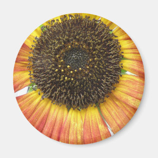 Imán de girasol naranja