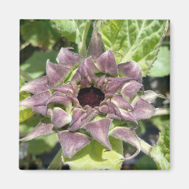 Imán de girasol púrpura único