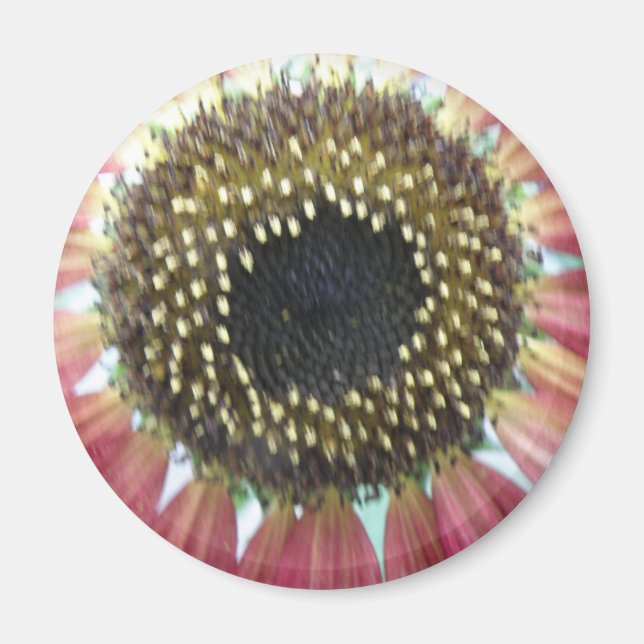 Imán de girasol rosado de bonito (Frente)