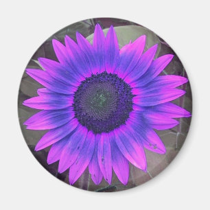 Imán de girasol rosado N púrpura