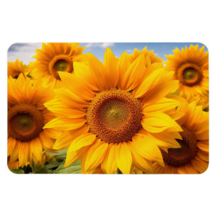 Imán de Girasoles