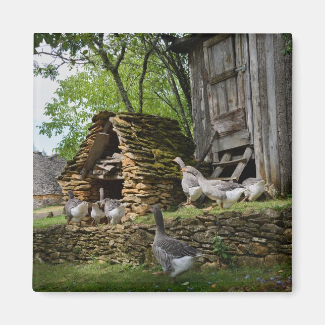 Imán de granja tradicional de foie gras (Frente)