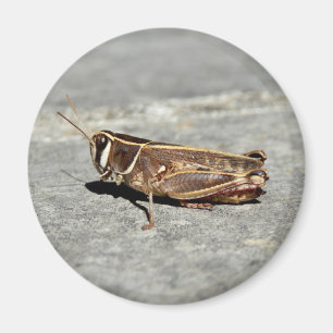 Imán de Grasshopper a dos bandas