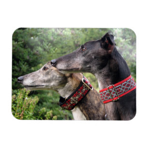 Imán de Greyhound de Alicia y Sombra