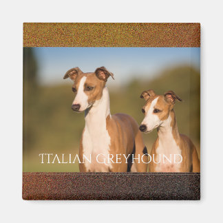 imán de Greyhounds italiano