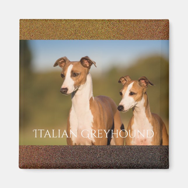imán de Greyhounds italiano (Frente)