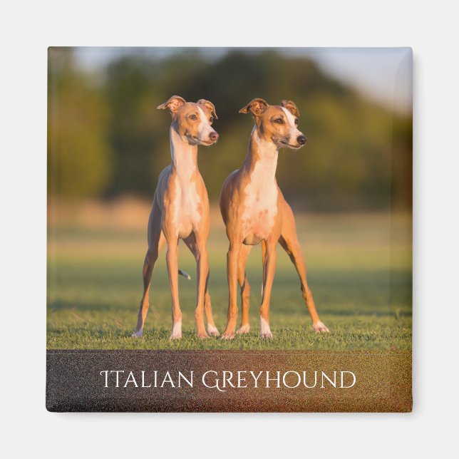 imán de Greyhounds italiano (Frente)