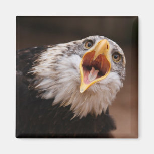 Imán de griterío de Eagle