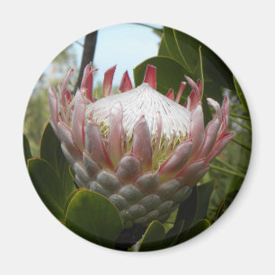 Imán de Hawaii de la flor del Protea