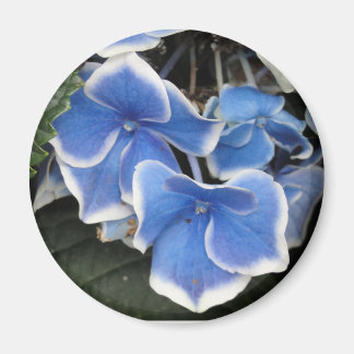 Imán de hidrangea de Starburst (azul y blanco)