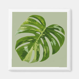 Imán de hoja de Monstera Albo Hero — Rara variegac