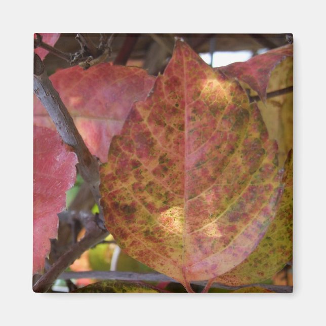 Imán de hojas de otoño (Frente)