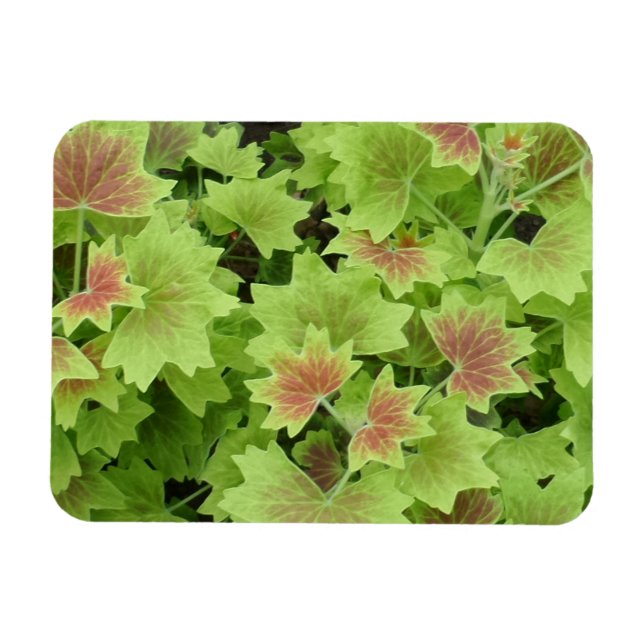 Imán de hojas verdes/rojas de 3"x4" (Horizontal)