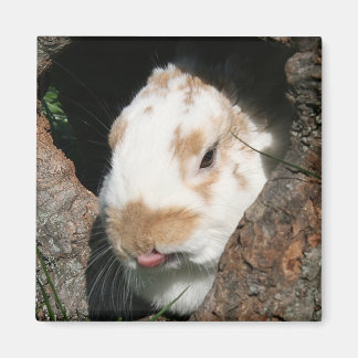 Imán de humorística de Bunny