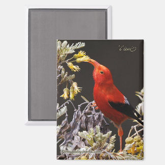 Imán de Iiwi Hawaiian Honeycreeper