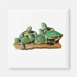 Imán de imágenes de tortuga