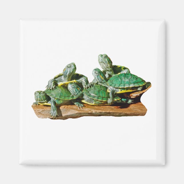 Imán de imágenes de tortuga (Frente)