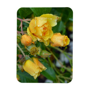 Imán de impresión floral de rosas de primavera ama