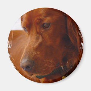 Imán de Irish Setter