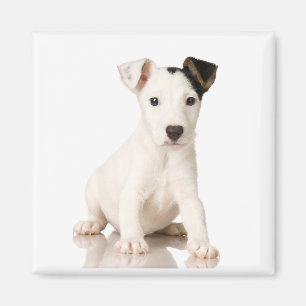 Imán de Jack Russell Terrier