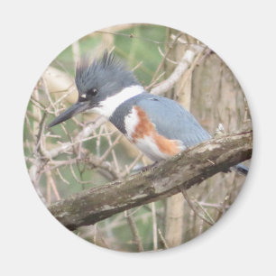 Imán de Kingfisher