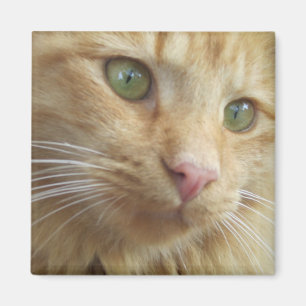 Imán de Koi del gatito