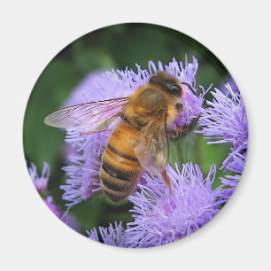 Imán de la abeja de la miel