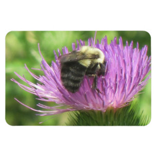 Imán de la abeja y del cardo